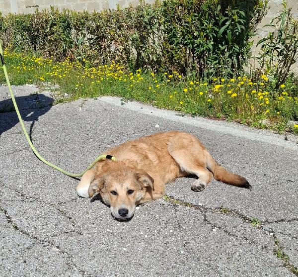 Magma cucciola timida in adozione Foto 3